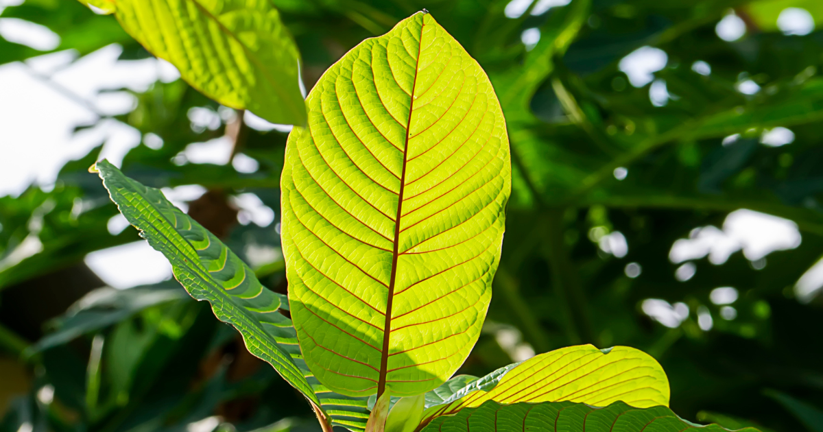 Kratom Heavy Metals Testing Explained: What Labs Are Really Finding