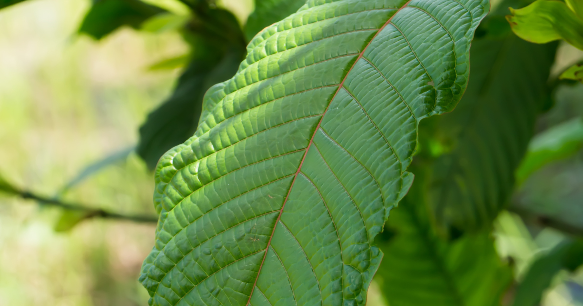 7-OH vs Mitragynine: Key Differences Explained
